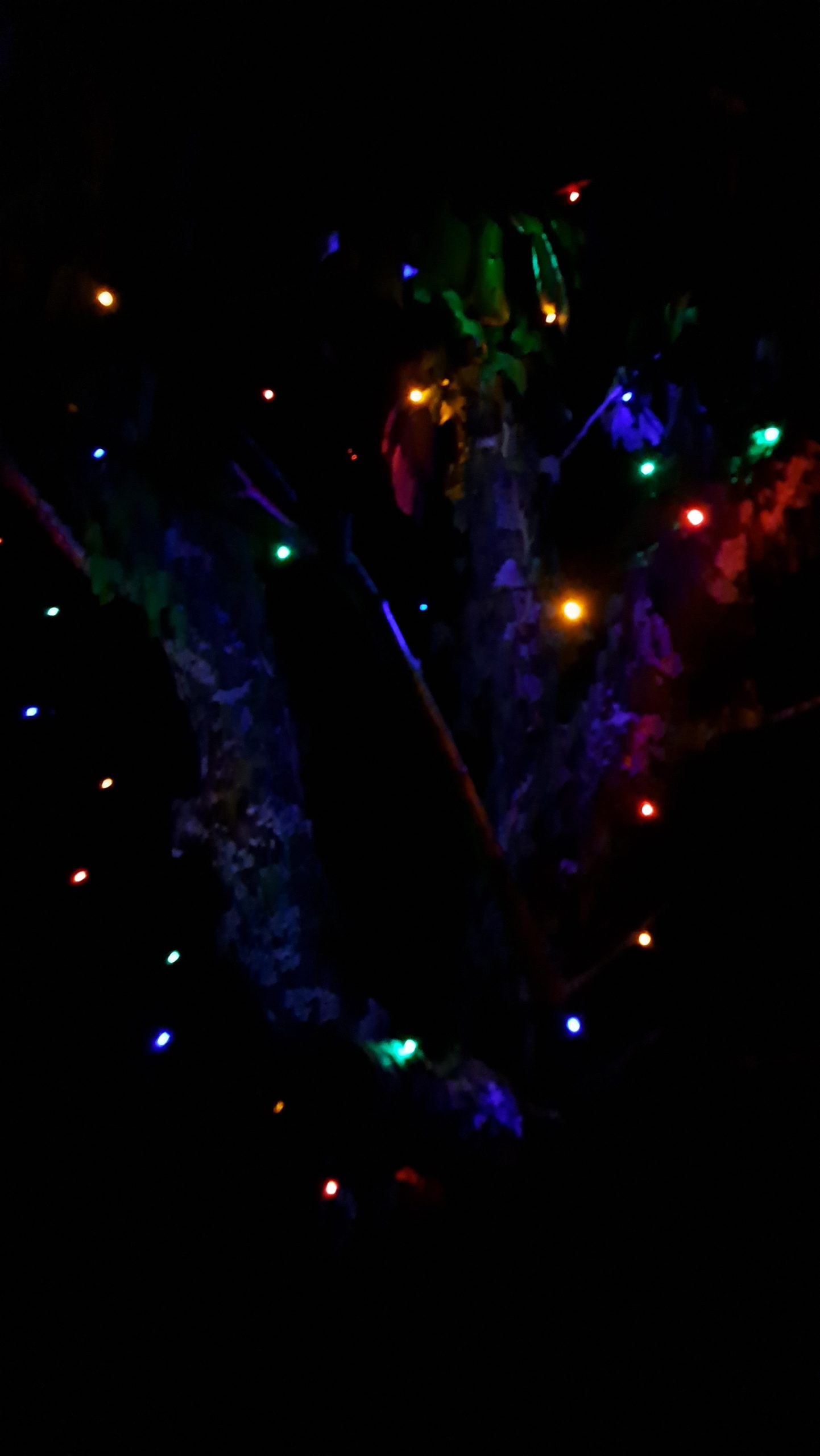 The Tree at Night